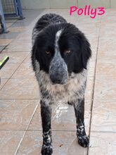 POLLY3, Hund, Mischlingshund in Griechenland - Bild 19