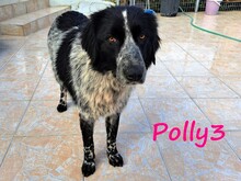 POLLY3, Hund, Mischlingshund in Griechenland - Bild 2