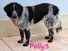 POLLY3, Hund, Mischlingshund in Griechenland - Bild 3