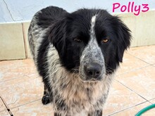 POLLY3, Hund, Mischlingshund in Griechenland - Bild 7