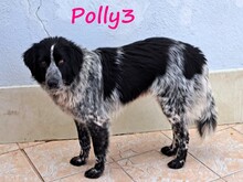 POLLY3, Hund, Mischlingshund in Griechenland - Bild 9