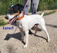 LUCAS1, Hund, Ratonero Bodeguero Andaluz in Spanien - Bild 4