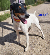 LUCAS1, Hund, Ratonero Bodeguero Andaluz in Spanien - Bild 5