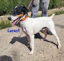 LUCAS1, Hund, Ratonero Bodeguero Andaluz in Spanien - Bild 7