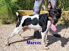 MARCOS, Hund, Ratonero Bodeguero Andaluz in Spanien - Bild 1