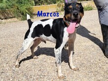 MARCOS, Hund, Ratonero Bodeguero Andaluz in Spanien - Bild 2