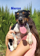 MARCOS, Hund, Ratonero Bodeguero Andaluz in Spanien - Bild 3