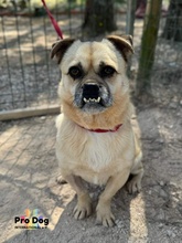 KUNO, Hund, Mischlingshund in Köln - Bild 2