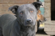 JACK, Hund, Mischlingshund in Bruchmühlbach-Miesau - Bild 1