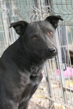 JACK, Hund, Mischlingshund in Bruchmühlbach-Miesau - Bild 10