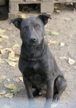 JACK, Hund, Mischlingshund in Bruchmühlbach-Miesau - Bild 12