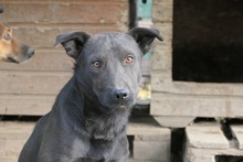 JACK, Hund, Mischlingshund in Bruchmühlbach-Miesau - Bild 2