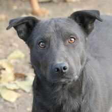 JACK, Hund, Mischlingshund in Bruchmühlbach-Miesau - Bild 4