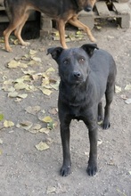 JACK, Hund, Mischlingshund in Bruchmühlbach-Miesau - Bild 5