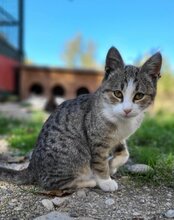 AZUL, Katze, Hauskatze in Kroatien