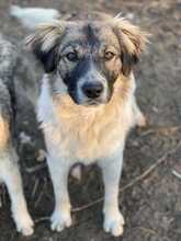 FRODO, Hund, Mischlingshund in Rumänien - Bild 1