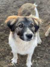 FRODO, Hund, Mischlingshund in Rumänien - Bild 2