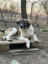 FRODO, Hund, Mischlingshund in Rumänien - Bild 5