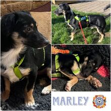 MARLEY, Hund, Mischlingshund in Weidenberg