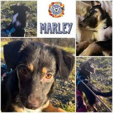 MARLEY, Hund, Mischlingshund in Weidenberg - Bild 2