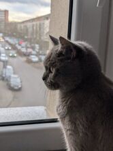 TOMTOM, Katze, Britisch Kurzhaar in Köln - Bild 16