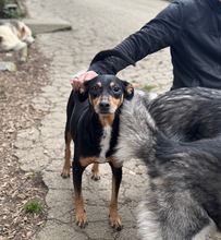 DORKO, Hund, Mischlingshund in Marsberg