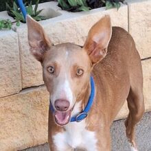 ORNELLA, Hund, Podenco in Spanien - Bild 1