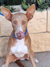 ORNELLA, Hund, Podenco in Spanien - Bild 2