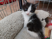 CARLITA, Katze, Europäisch Kurzhaar in Berlin