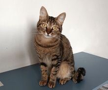 REINA, Katze, Europäisch Kurzhaar in Spanien