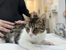 MINA, Katze, Europäisch Kurzhaar in Rumänien - Bild 3