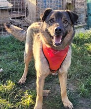 TANNER, Hund, Mischlingshund in Rumänien - Bild 2