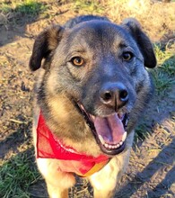 TANNER, Hund, Mischlingshund in Rumänien - Bild 3