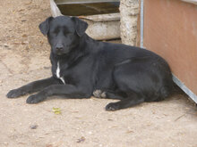 ZORO, Hund, Mischlingshund in Bulgarien - Bild 5