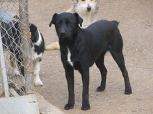 ZORO, Hund, Mischlingshund in Bulgarien - Bild 6