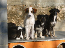 WINNI, Hund, Mischlingshund in Bulgarien - Bild 10