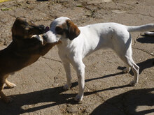 WINNI, Hund, Mischlingshund in Bulgarien - Bild 16