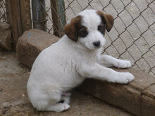 WINNI, Hund, Mischlingshund in Bulgarien - Bild 18