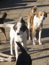 WINNI, Hund, Mischlingshund in Bulgarien - Bild 4