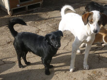 WINNI, Hund, Mischlingshund in Bulgarien - Bild 5