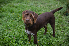 CHIPNR178955, Hund, Mischlingshund in Kroatien - Bild 2