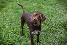 CHIPNR178955, Hund, Mischlingshund in Kroatien - Bild 4