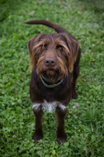 CHIPNR178955, Hund, Mischlingshund in Kroatien - Bild 7