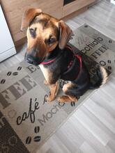 ARI, Hund, Dackel-Mix in Wangen - Bild 1