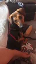 ARI, Hund, Dackel-Mix in Wangen - Bild 2