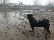 ARI, Hund, Dackel-Mix in Wangen - Bild 3