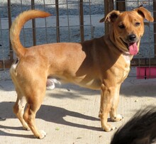 RUDI, Hund, Terrier-Mix in Zypern - Bild 2