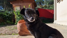 NERA, Hund, Terrier-Mix in Italien - Bild 2