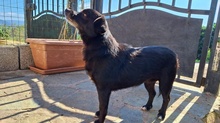 NERA, Hund, Terrier-Mix in Italien - Bild 4