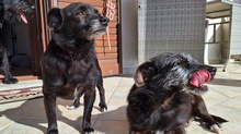 NERA, Hund, Terrier-Mix in Italien - Bild 6